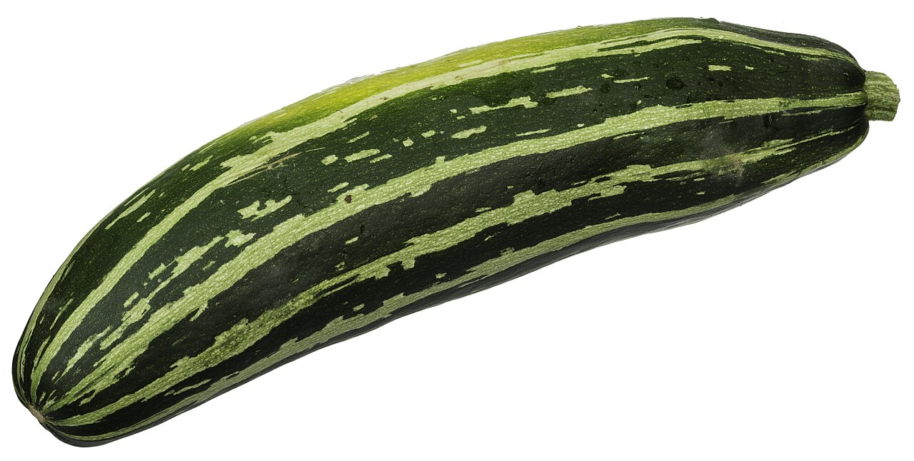 Zucchini Starter Plant — photo: Evan-Amos, Public domain, via Wikimedia Commons