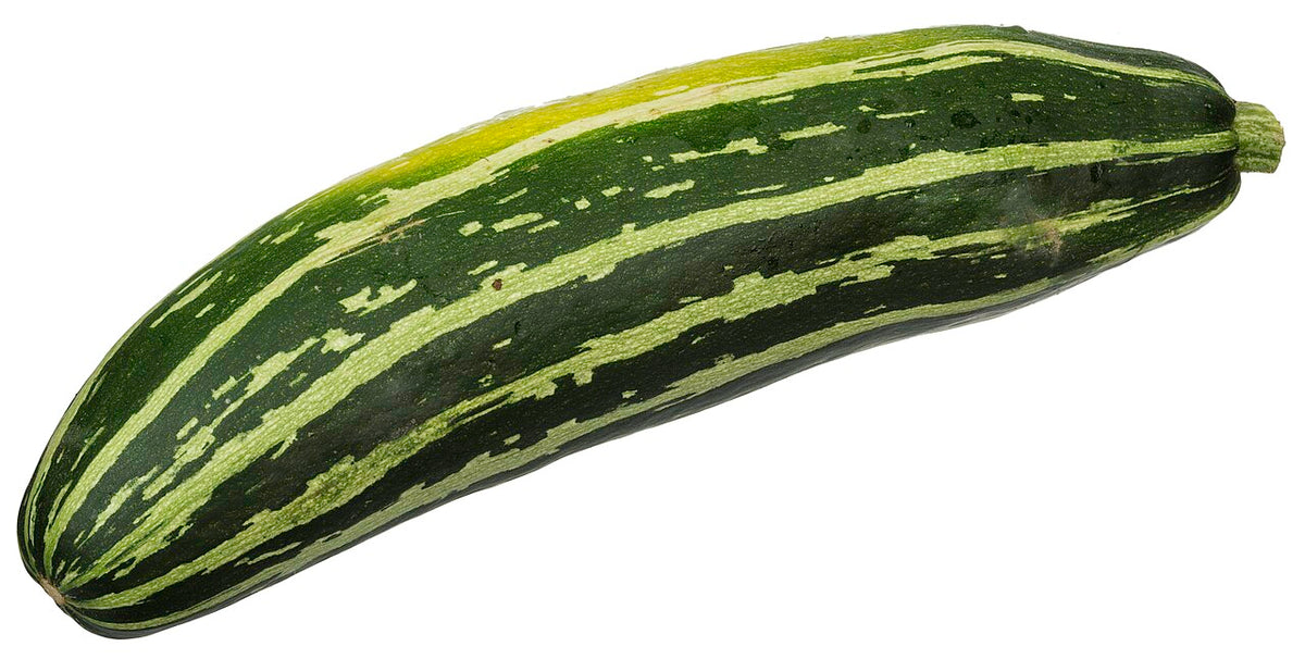Zucchini Starter Plant — photo: Evan-Amos, Public domain, via Wikimedia Commons