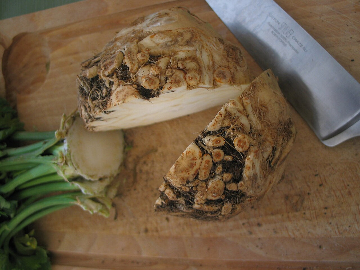 Celeriac Starter Plant — photo: DocteurCosmos, CC BY-SA 3.0, via Wikimedia Commons