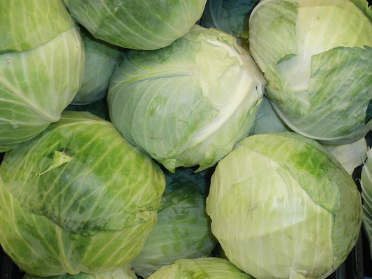 Green Cabbage Starter Plant — photo: Jeffery Martin, CC0, via Wikimedia Commons