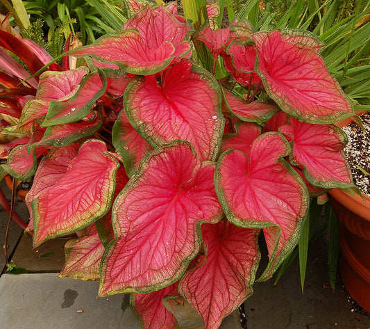Caladium Bulbs (Caladium) - live plant from Wade Greens