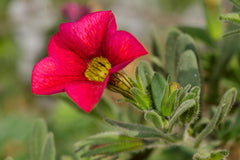 Calibrachoa Live Plant — photo: Matthew Field, http://www.photography.mattfield.com, CC BY 2.5, via Wikimedia Commons