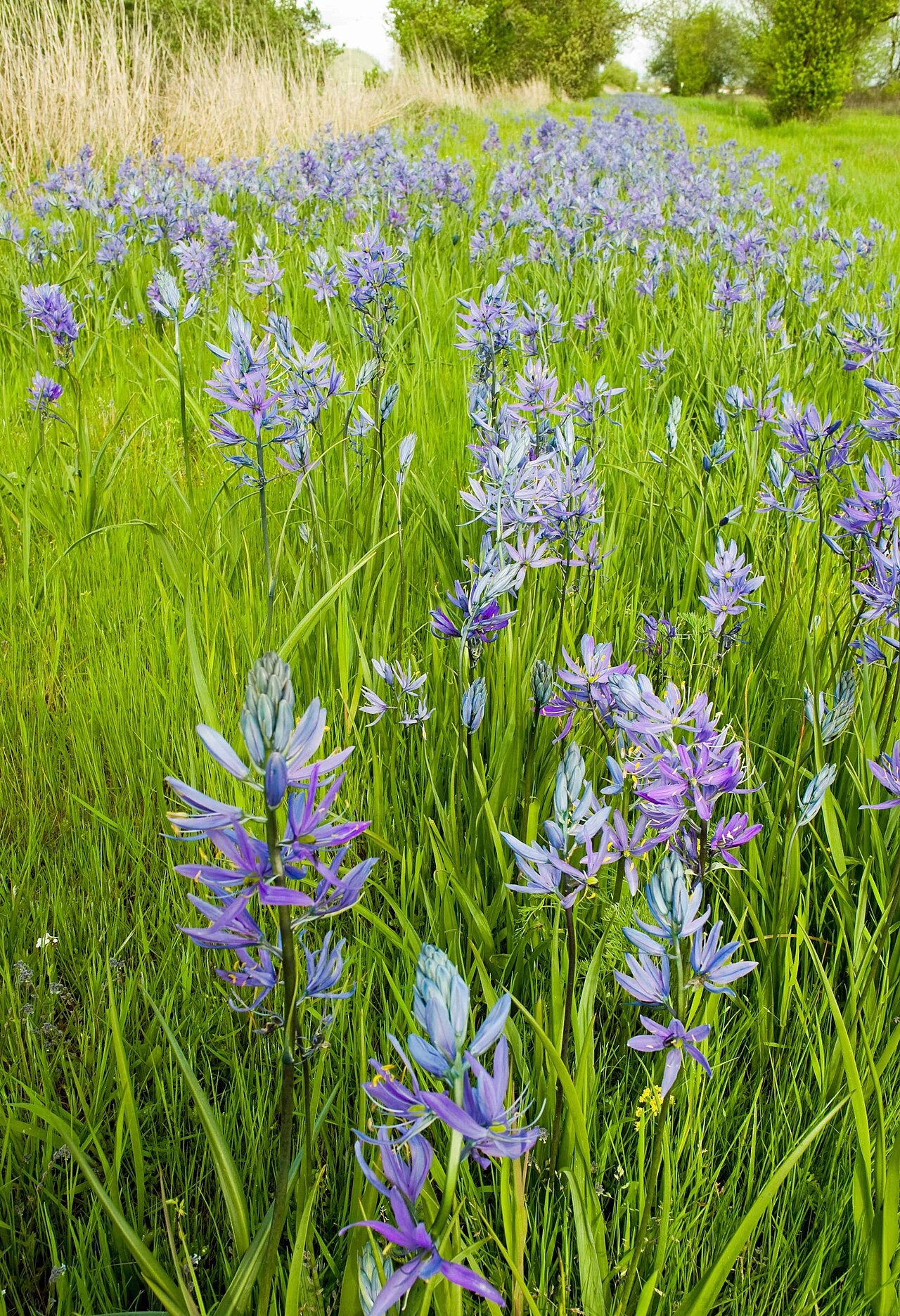 Camassia Bulbs (Camassia) — live plant from Wade Greens