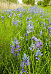 Camassia Bulbs (Camassia) — live plant from Wade Greens