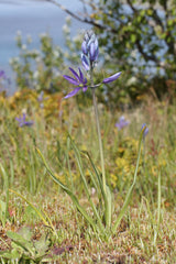 Camassia Bulbs (Camassia) — live plant from Wade Greens