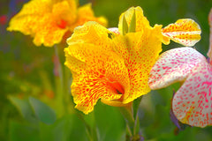 Canna Lily Rhizome (Canna) - live plant from Wade Greens