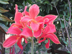 Canna Lily Rhizome (Canna) - live plant from Wade Greens