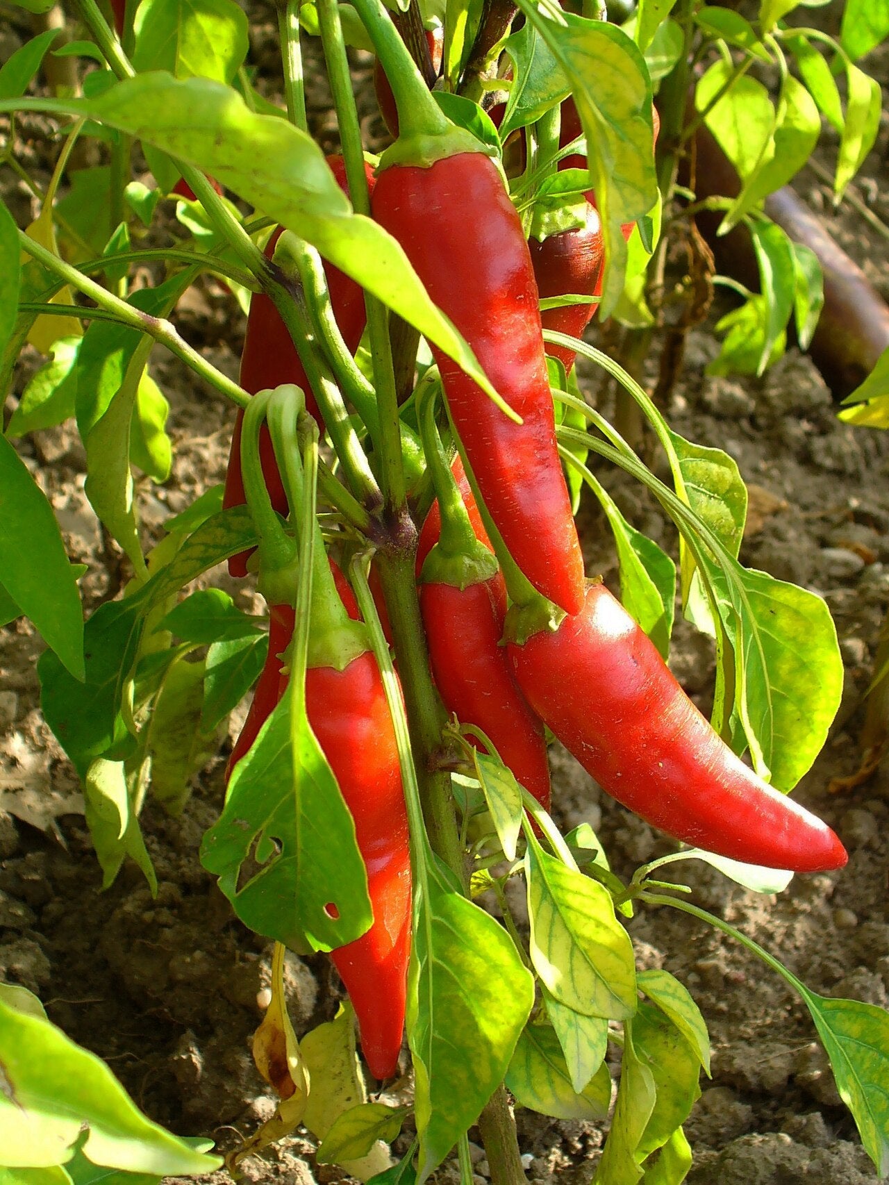Fresh Hot Pepper grown in Alabama by Wade Greens