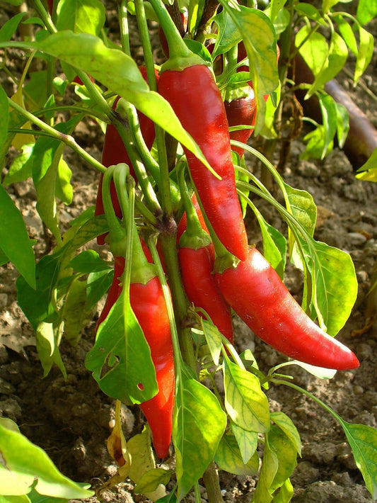 Fresh Jalapenos grown in Alabama by Wade Greens