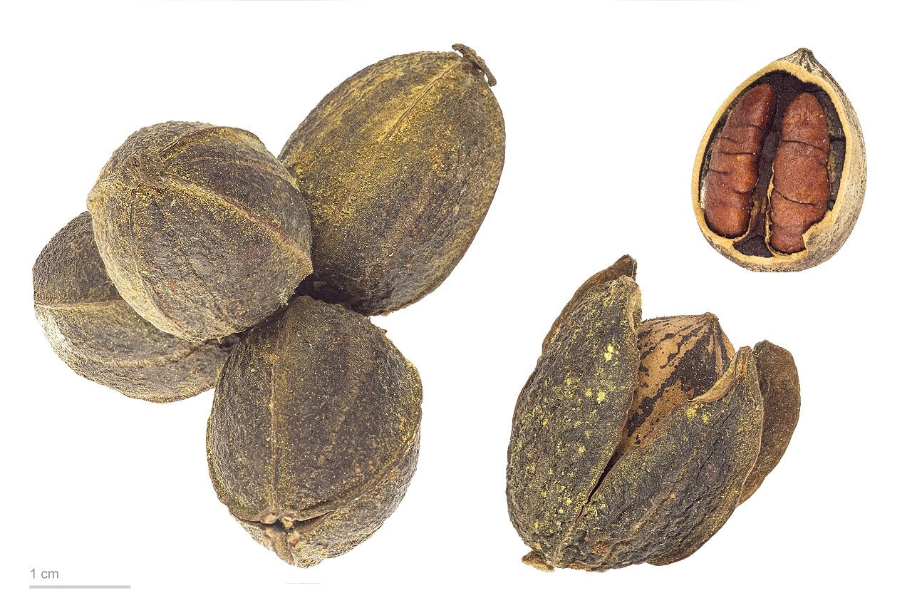 Pecan Tree Sapling (Carya illinoinensis) — live plant from Wade Greens