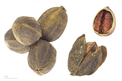 Pecan Tree Sapling (Carya illinoinensis) — live plant from Wade Greens