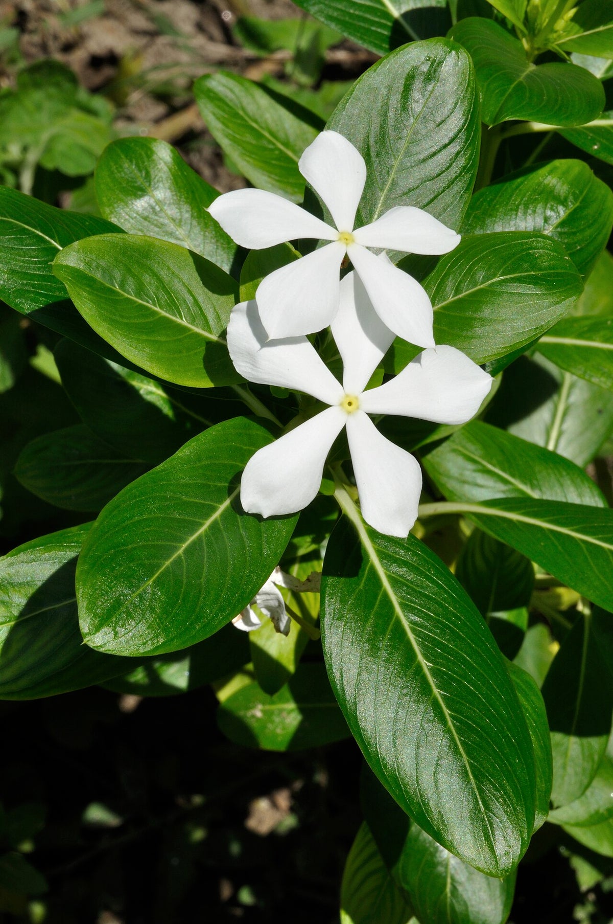 Vinca (Catharanthus) (Catharanthus roseus) — live plant from Wade Greens