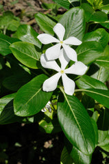 Vinca (Catharanthus) (Catharanthus roseus) — live plant from Wade Greens