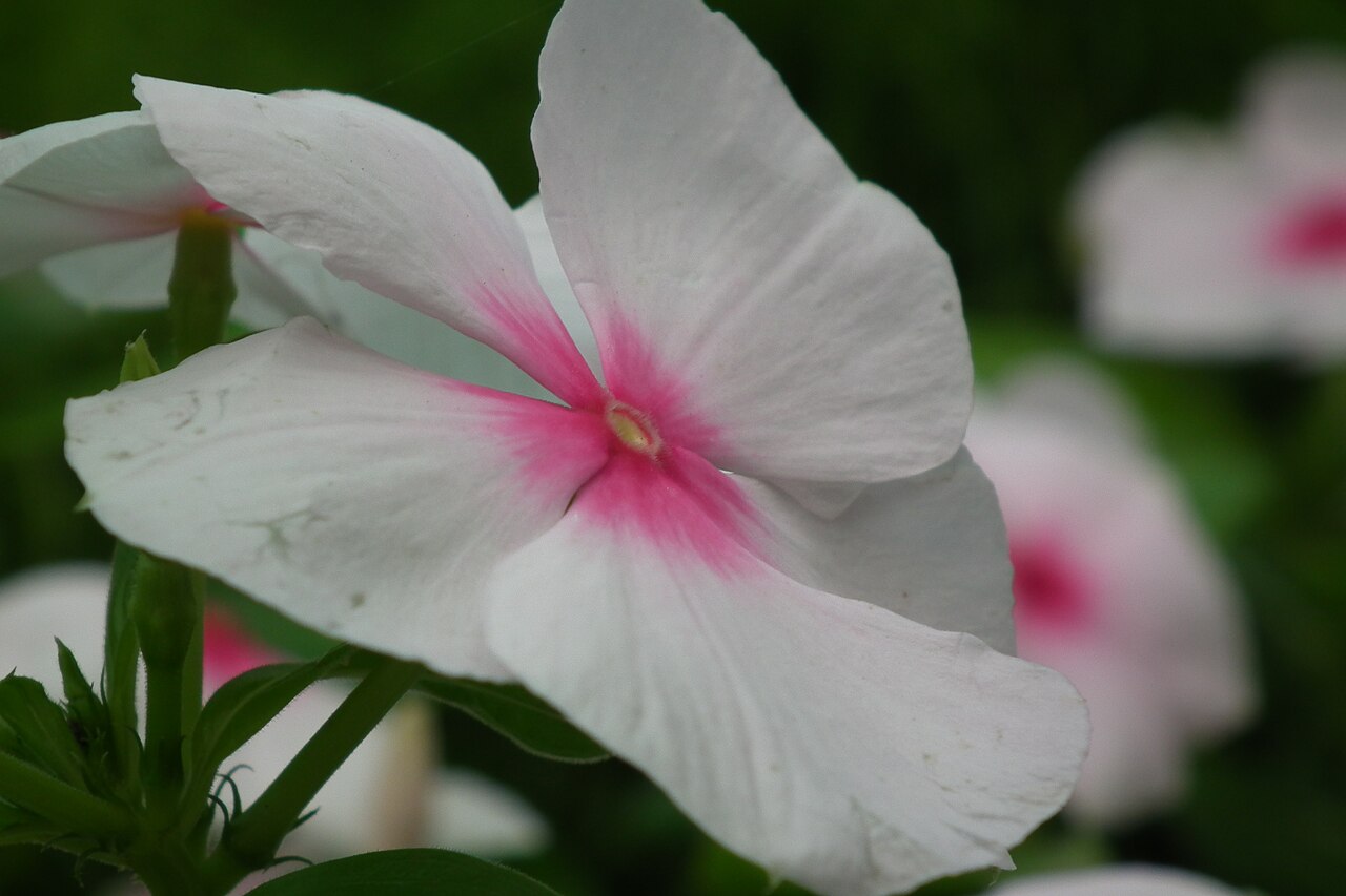 Vinca (Catharanthus) (Catharanthus roseus) — live plant from Wade Greens