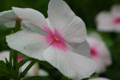 Vinca (Catharanthus) (Catharanthus roseus) — live plant from Wade Greens