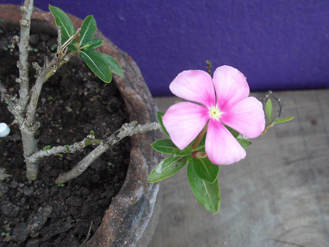 Vinca (Catharanthus) (Catharanthus roseus) — live plant from Wade Greens