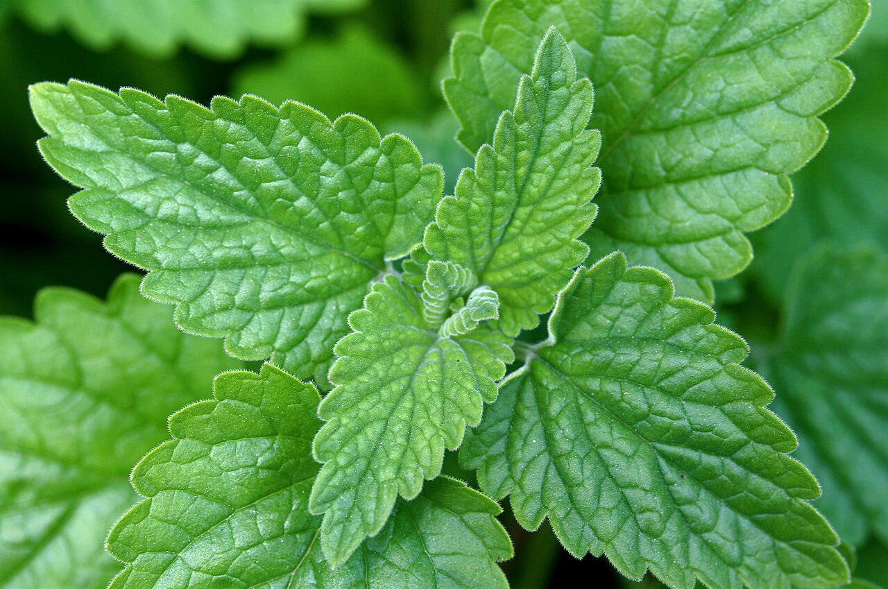 Catnip (Nepeta cataria) live herb plant from Wade Greens