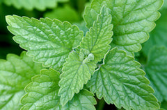 Catnip (Nepeta cataria) live herb plant from Wade Greens