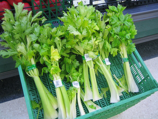 Celery Starter Plant — photo: Lombroso, Public domain, via Wikimedia Commons