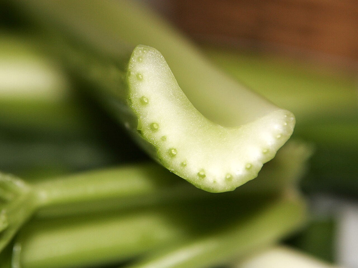 Fresh Celery grown in Alabama by Wade Greens