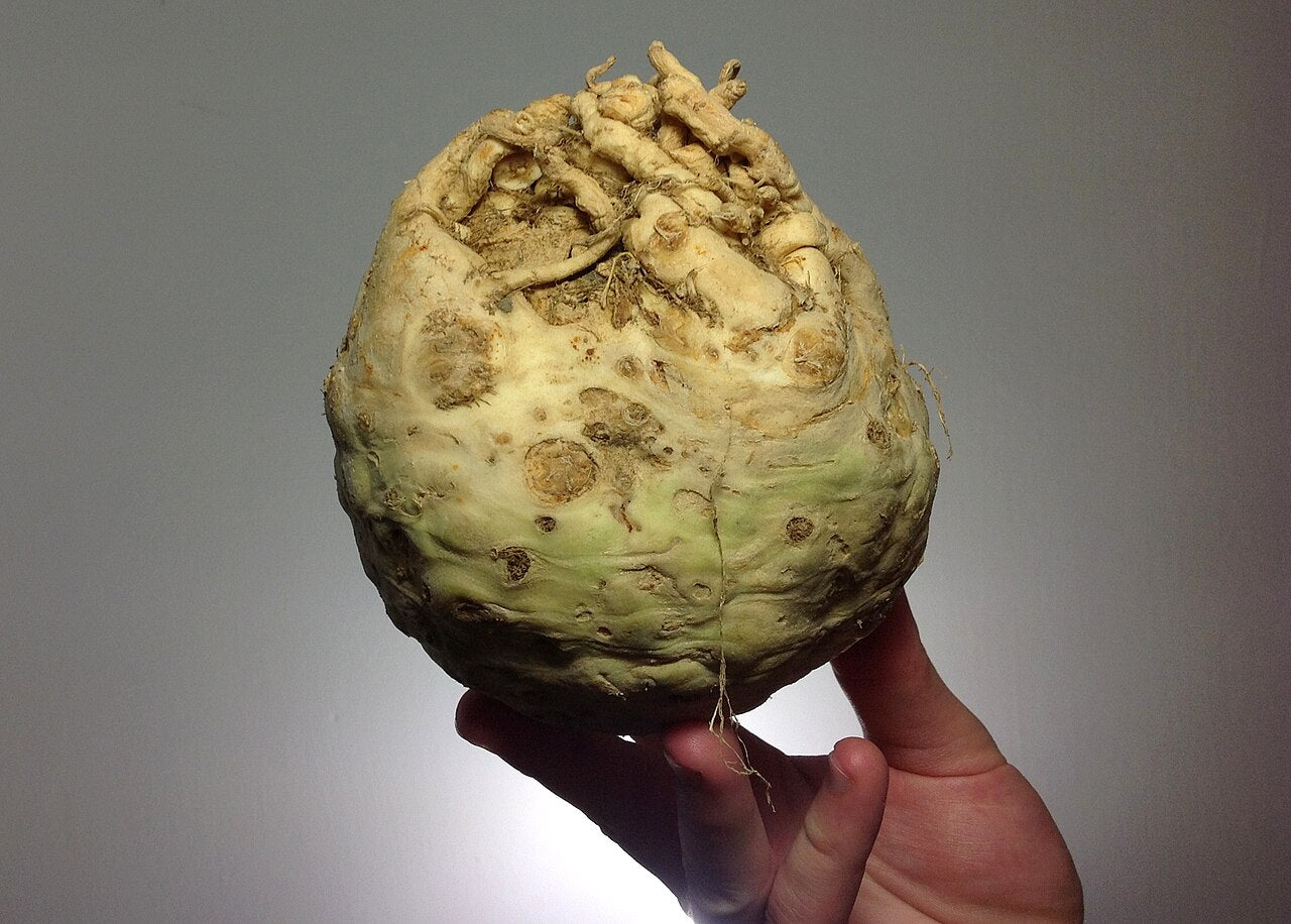 Fresh Celeriac grown in Alabama by Wade Greens