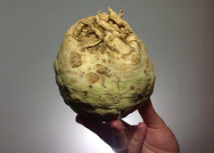 Fresh Celeriac grown in Alabama by Wade Greens