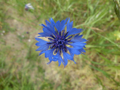 Cornflower Edible Flowers — photo: Orikrin1998, CC BY 3.0, via Wikimedia Commons