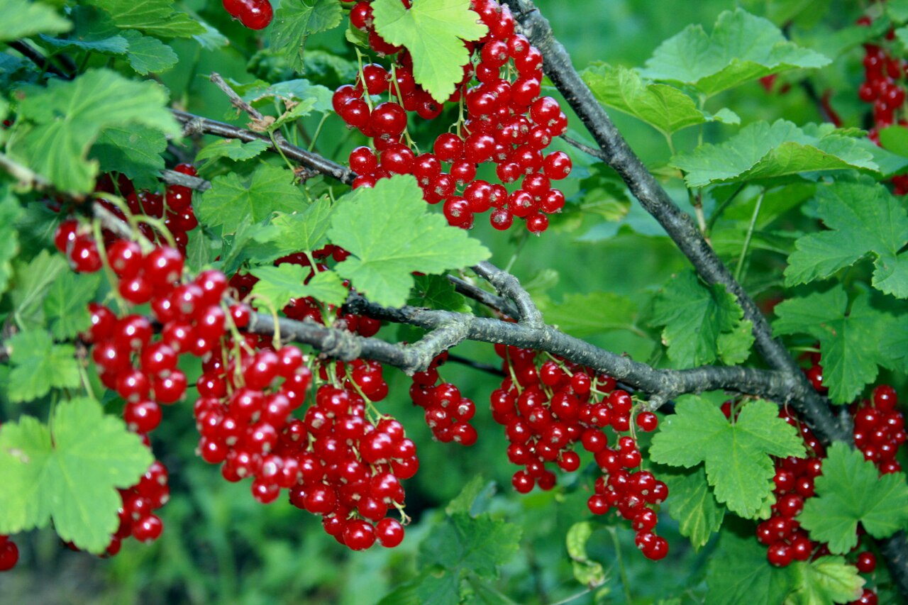 Fresh Currant grown in Alabama by Wade Greens
