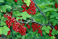 Fresh Currant grown in Alabama by Wade Greens