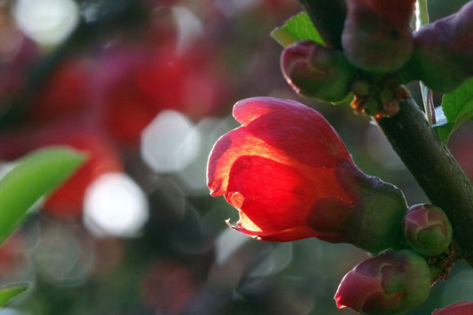 Flowering Quince Shrub — photo: Chihiro H, CC BY 3.0, via Wikimedia Commons