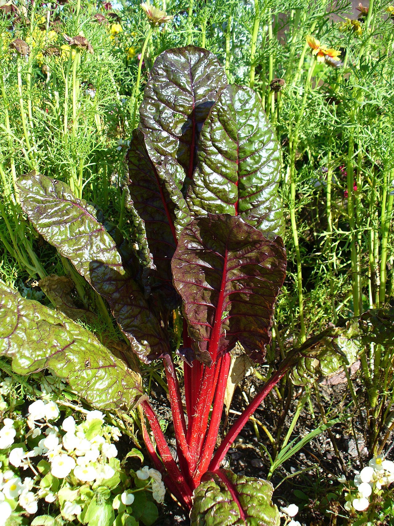 Ornamental Swiss Chard (Beta vulgaris) — live plant from Wade Greens