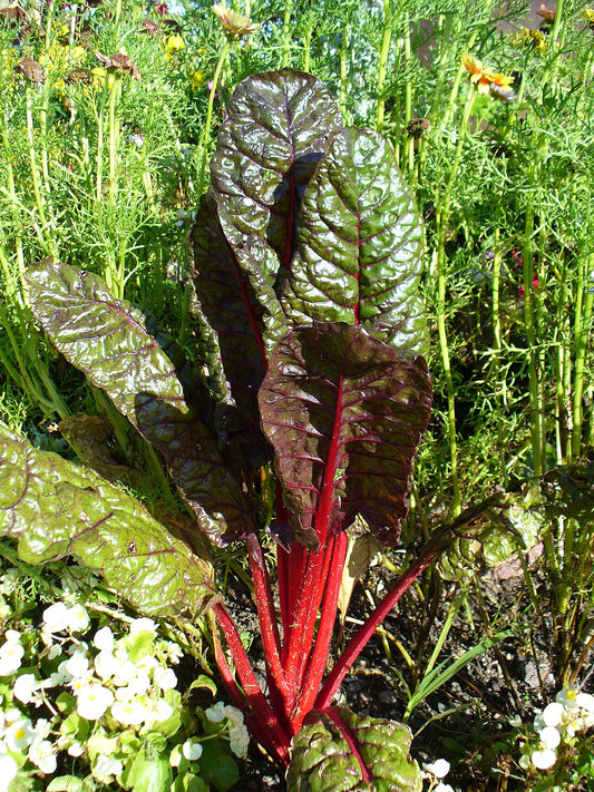 Ornamental Swiss Chard (Beta vulgaris) - live plant from Wade Greens