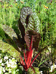 Ornamental Swiss Chard (Beta vulgaris) — live plant from Wade Greens