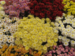 Garden Mums (Chrysanthemum) (Chrysanthemum) — live plant from Wade Greens