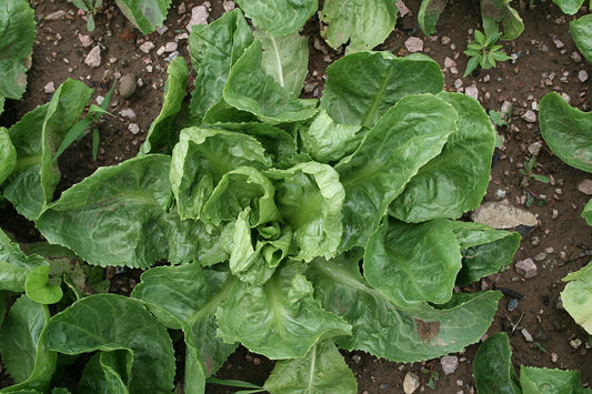 Endive / Escarole Starter Plant — photo: Oceancetaceen - Alice Chodura, CC BY-SA 3.0, via Wikimedia Commons
