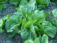Fresh Endive / Escarole grown in Alabama by Wade Greens