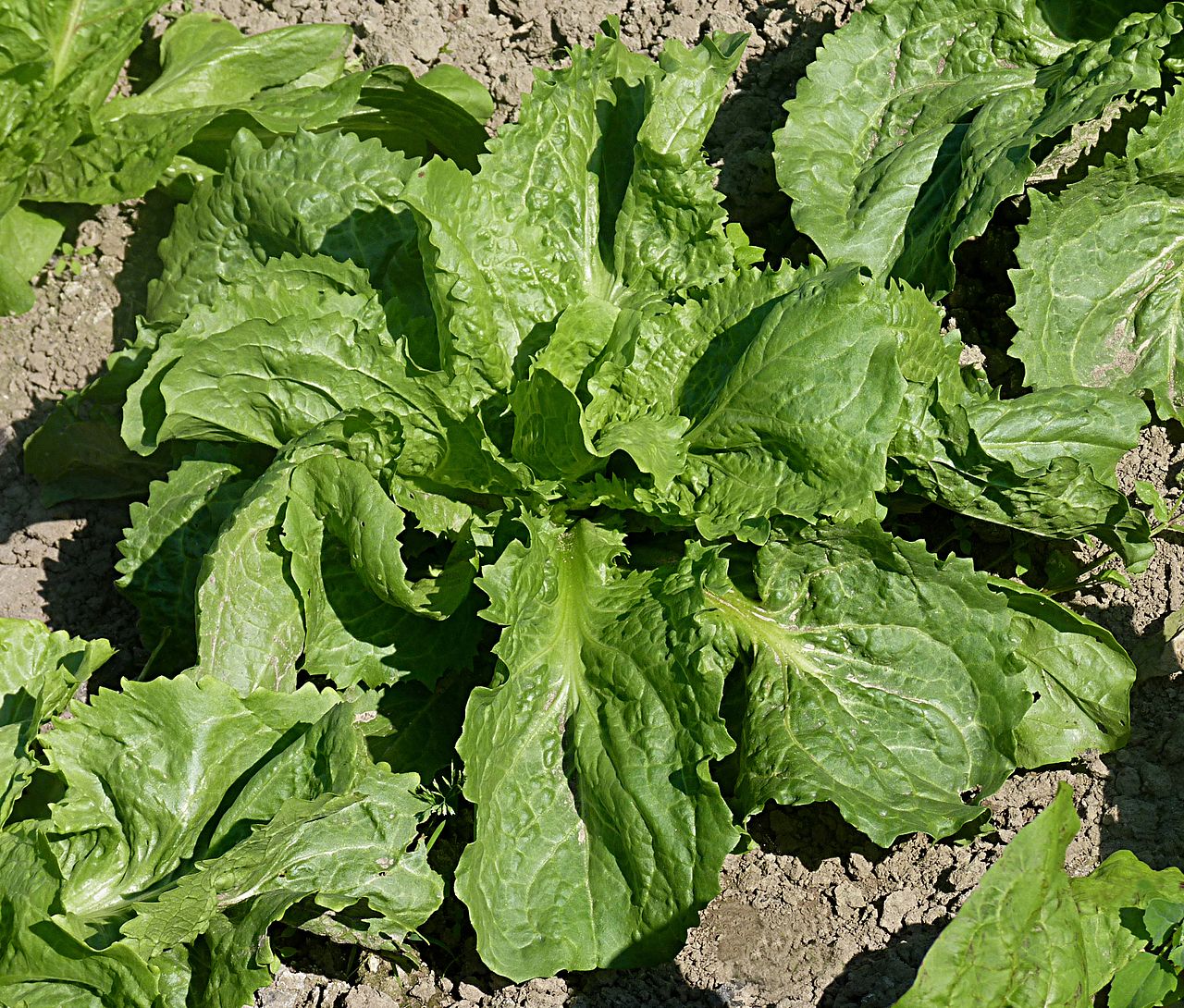 Fresh Endive / Escarole grown in Alabama by Wade Greens