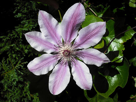 Clematis Shrub — photo: Jolly Janner, Public domain, via Wikimedia Commons