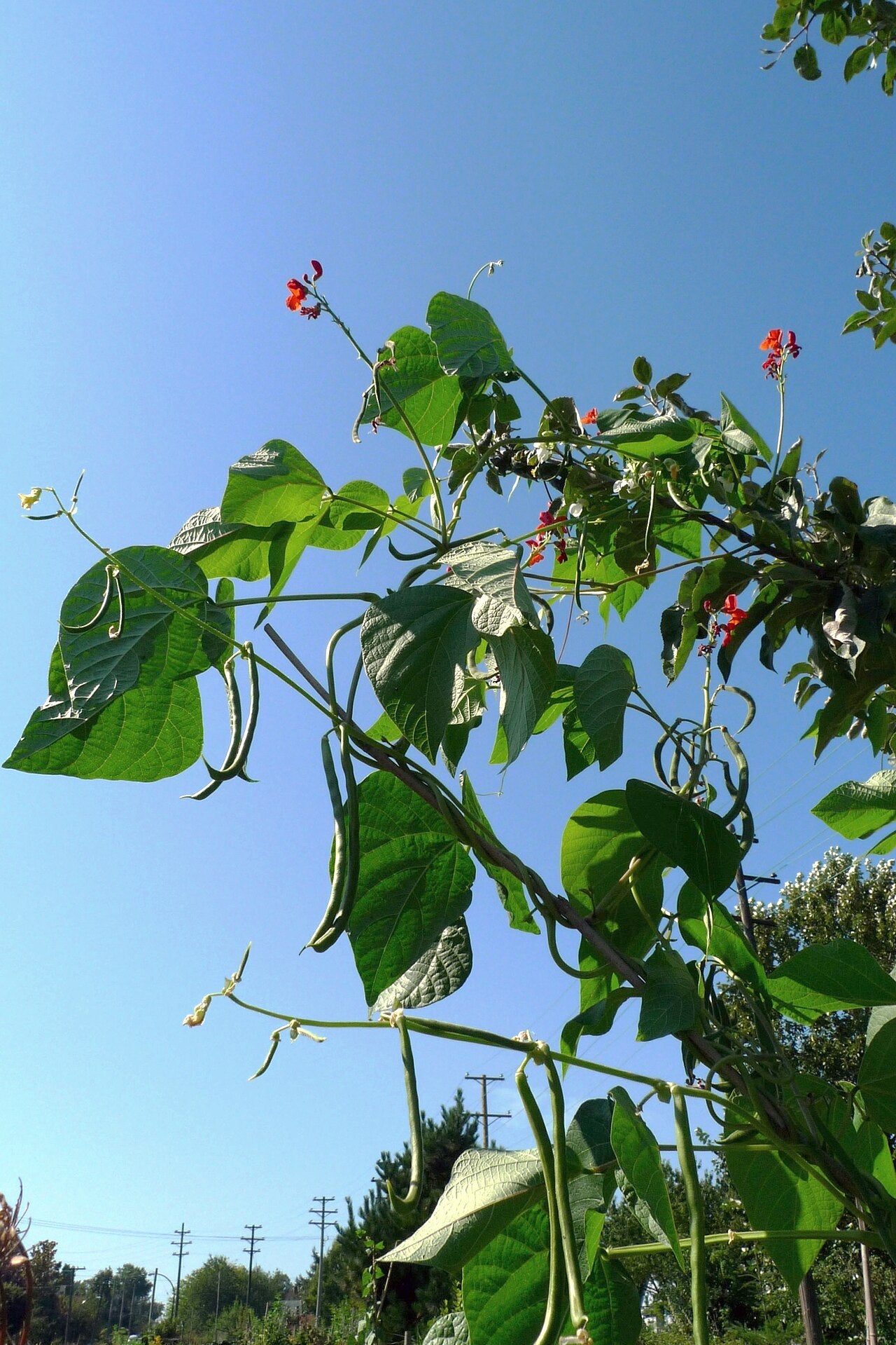 Pole Bean Starter Plant — photo: Ruth Hartnup from Vancouver, Canada, CC BY 2.0, via Wikimedia Commons