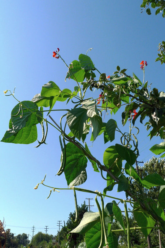 Pole Bean Starter Plant — photo: Ruth Hartnup from Vancouver, Canada, CC BY 2.0, via Wikimedia Commons