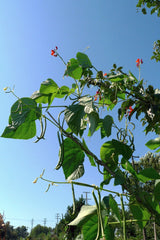 Pole Bean Starter Plant — photo: Ruth Hartnup from Vancouver, Canada, CC BY 2.0, via Wikimedia Commons