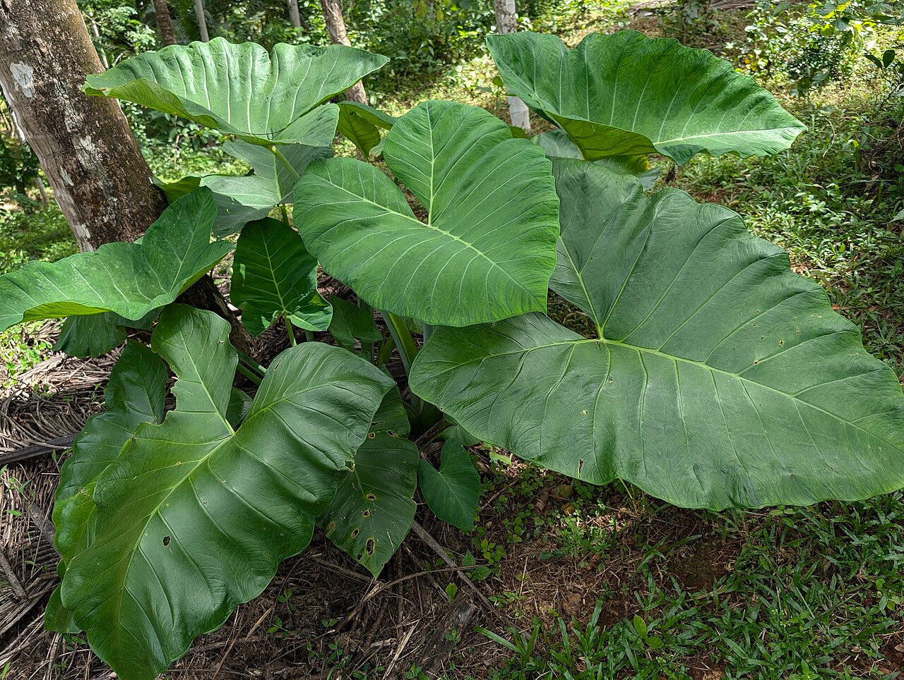 Elephant Ear (Colocasia) Tuber (Colocasia) - live plant from Wade Greens