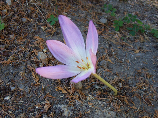 Colchicum Bulbs — photo: User:Sebastian Wallroth, Public domain, via Wikimedia Commons