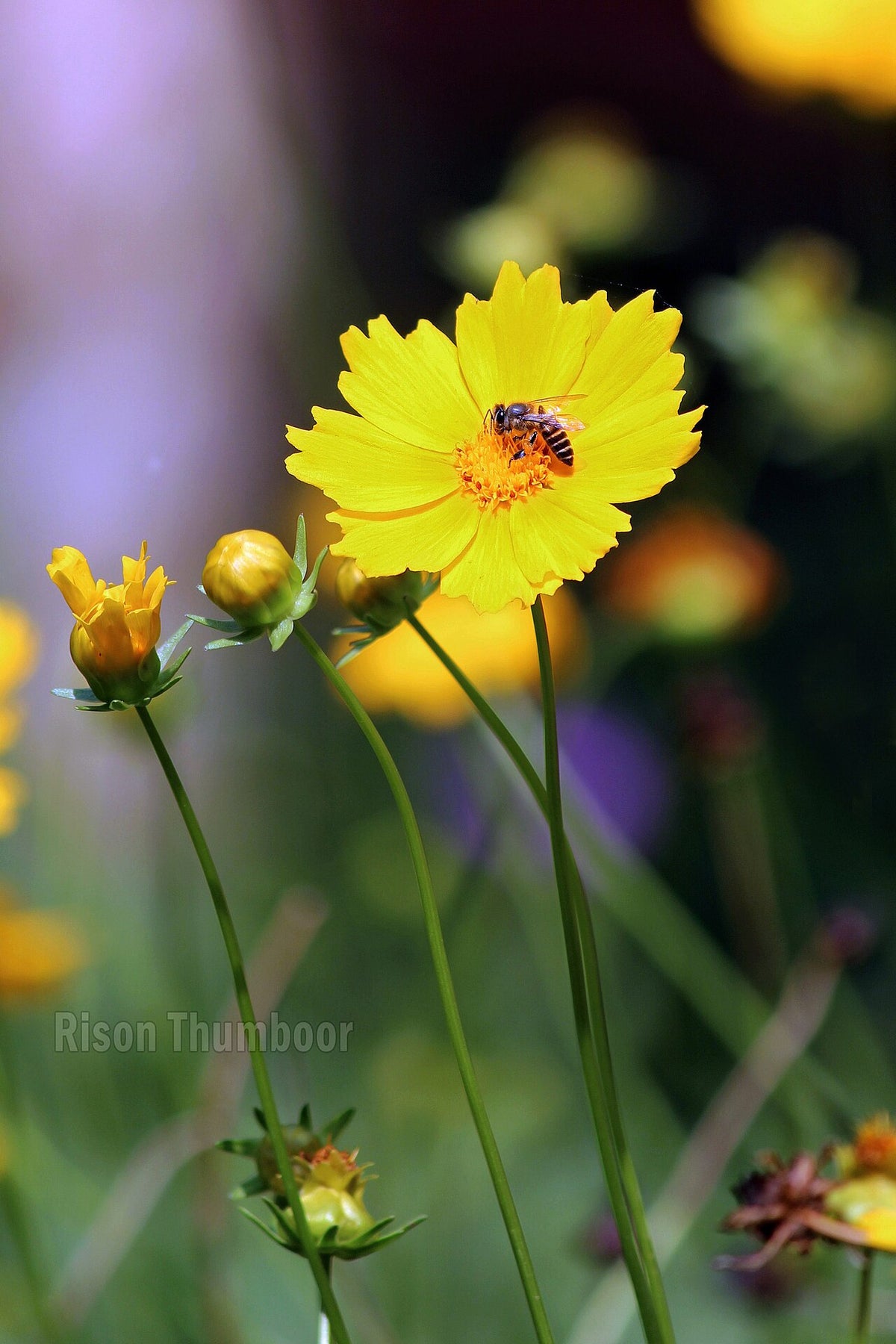 Coreopsis Live Plant — photo: Rison Thumboor from Thrissur, India, CC BY 2.0, via Wikimedia Commons