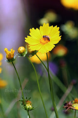 Coreopsis Live Plant — photo: Rison Thumboor from Thrissur, India, CC BY 2.0, via Wikimedia Commons