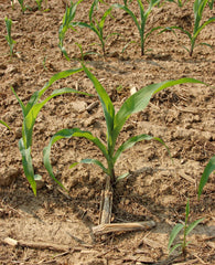 Fresh Sweet Corn grown in Alabama by Wade Greens