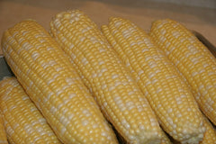 Fresh Sweet Corn grown in Alabama by Wade Greens