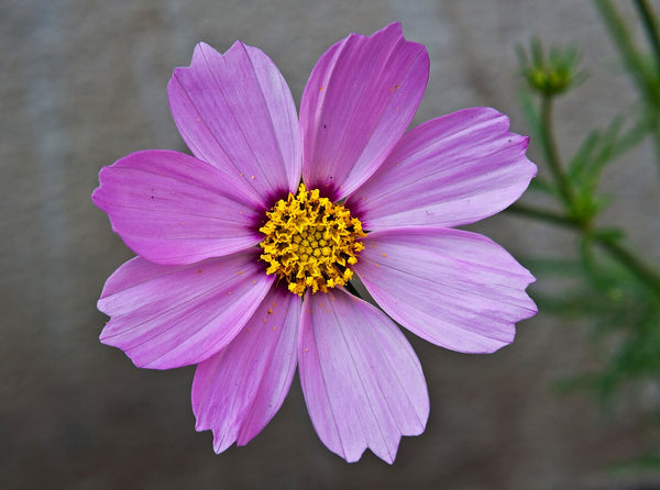Cosmos Cut Stems — photo: Joydeep, CC BY-SA 3.0, via Wikimedia Commons