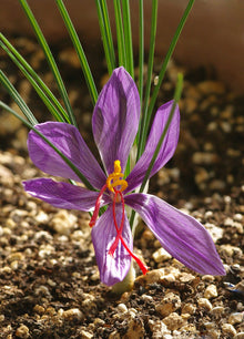 Saffron