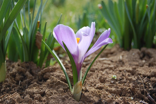 Crocus Corms (Crocus) - live plant from Wade Greens